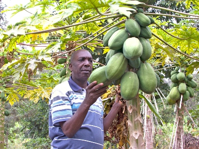Pawpaw fruits in Meru